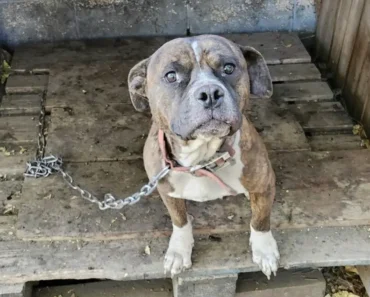 Forgotten Dog Chained To Dilapidated Shelter Waits Months For A Miracle